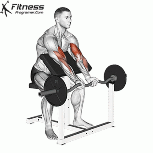 EZ Bar Bicep Curl GIF